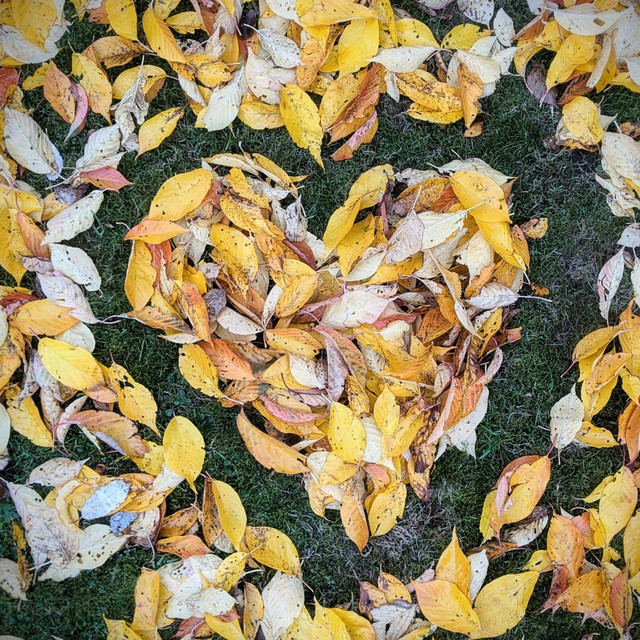 Fall into Autumn cover