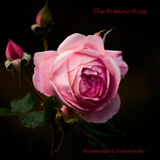 The Prairie Rose