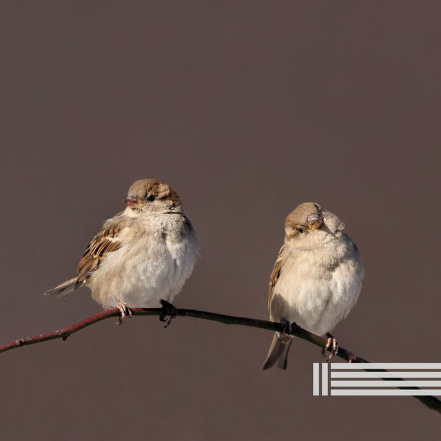 Calming Birds