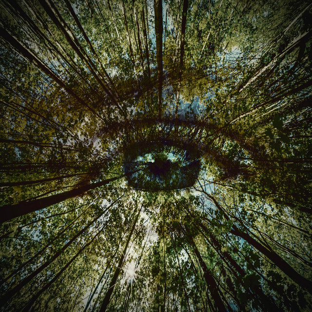 These Woods