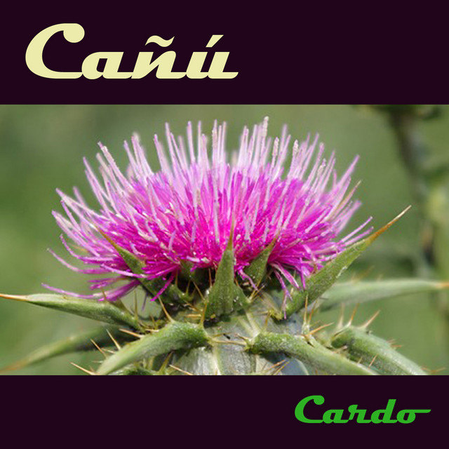 Cardo cover art