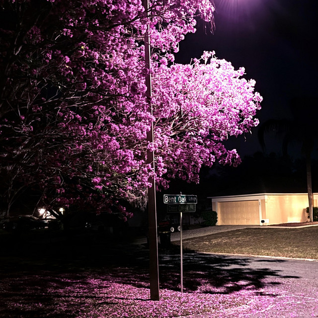 lover blossom cover art
