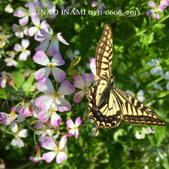0331-0608_2013 cover