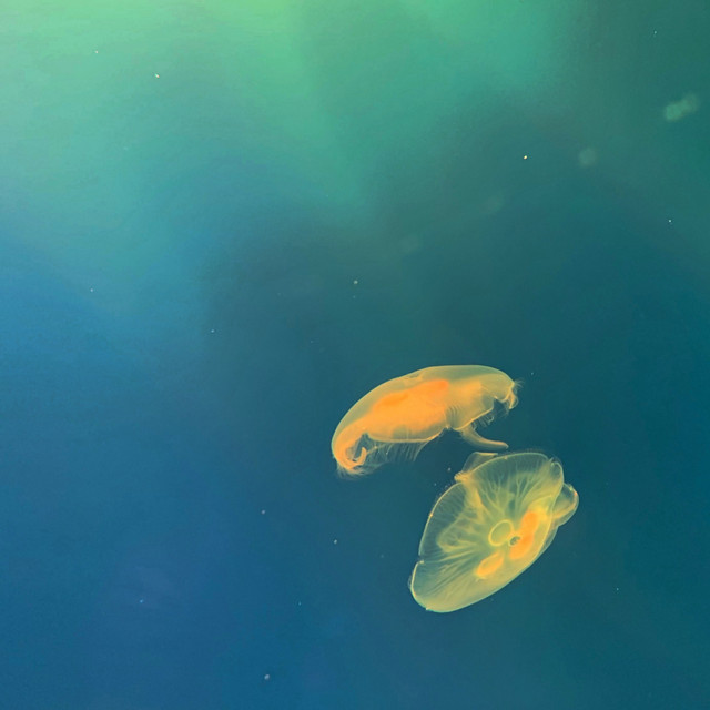Float cover art
