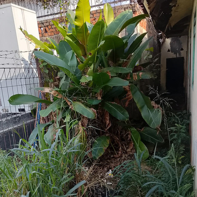 Panjul