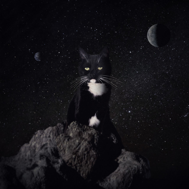 my depressed cat