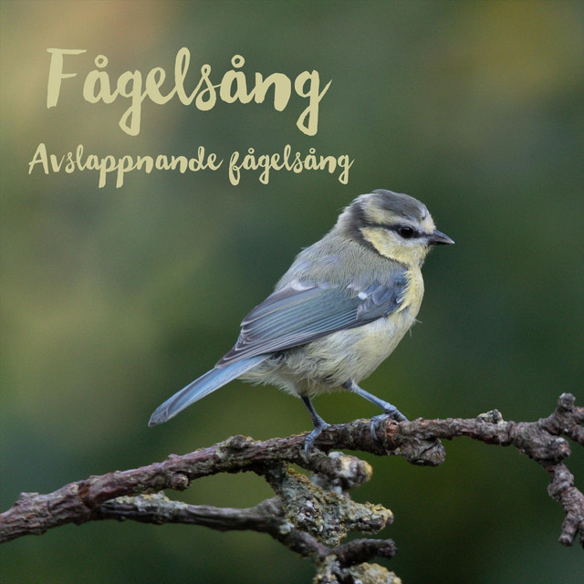 Avslappnande fågelsång cover art