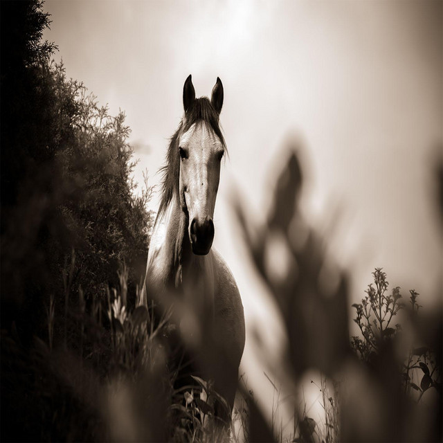 Old Town Road (Lo-fi Version) cover