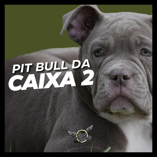 Pit Bull Da Caixa 2