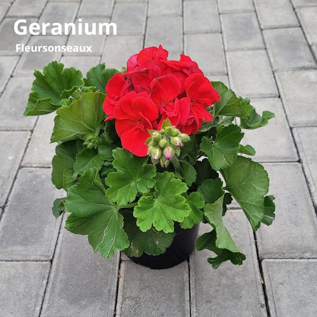 Geranium