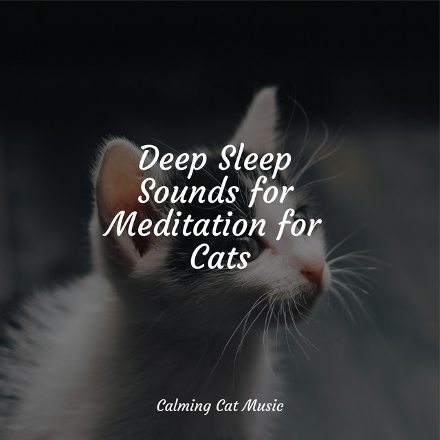 Deep Sleep Sounds for Meditation for Cats - Album by Music for Cats ...