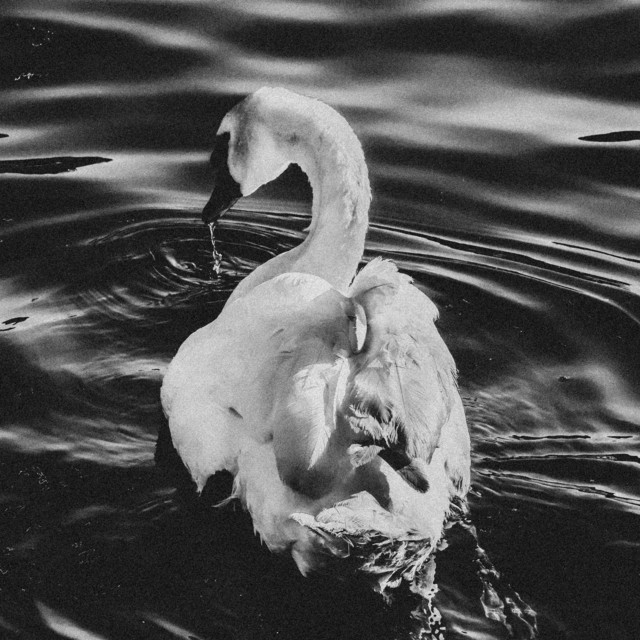 Swan cover art