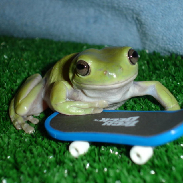 frogman cover art