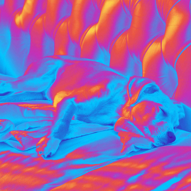 Breathtaking Guitar Jazz - Background for Peaceful Puppy Play cover art