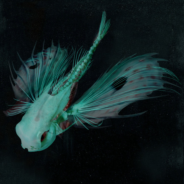 Nix cover art