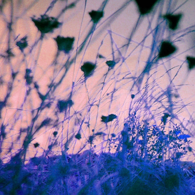 Late Afternoon - Nature Version
