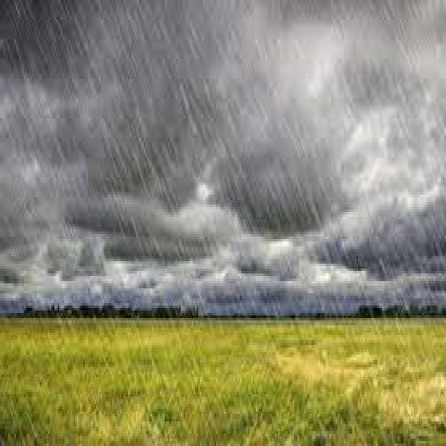 A Light Rain in the Forest