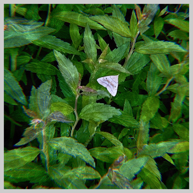 fawning cover art
