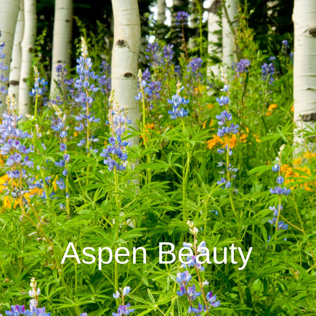 Aspen Beauty cover art