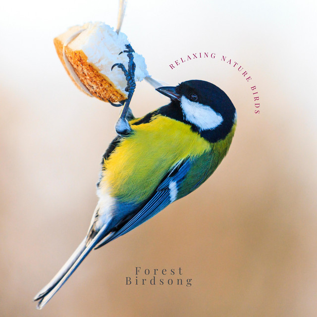 Relaxing Nature Birds cover art