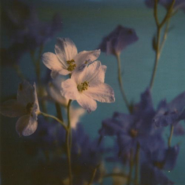 wildflower