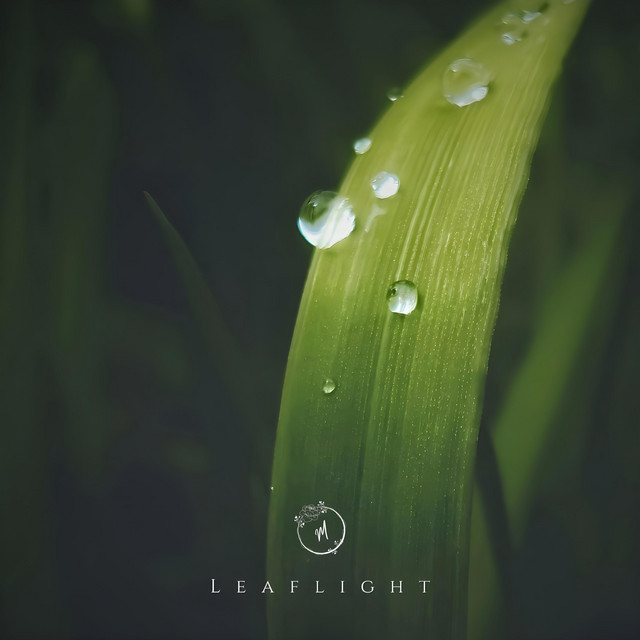 Leaflight cover art