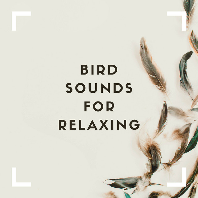 Bird Sounds For Relaxing cover art