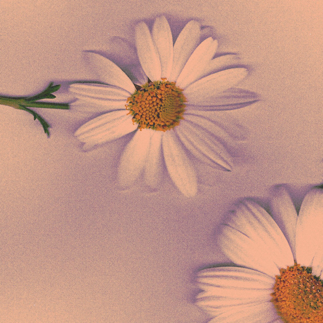 Fiori cover art