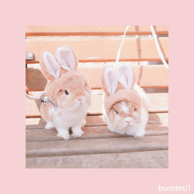 bunnies!! cover art
