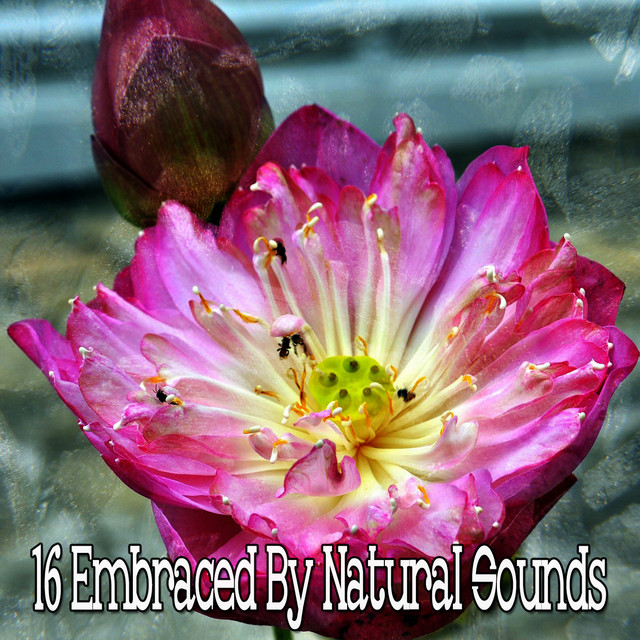 16 Embraced By Natural Sounds - Album by Pet Care Music Therapy | Spotify