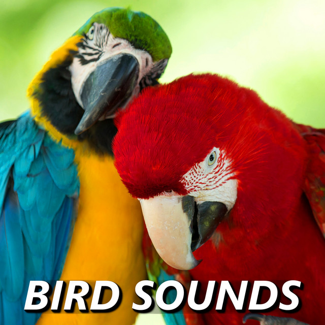 Bird Sounds cover art