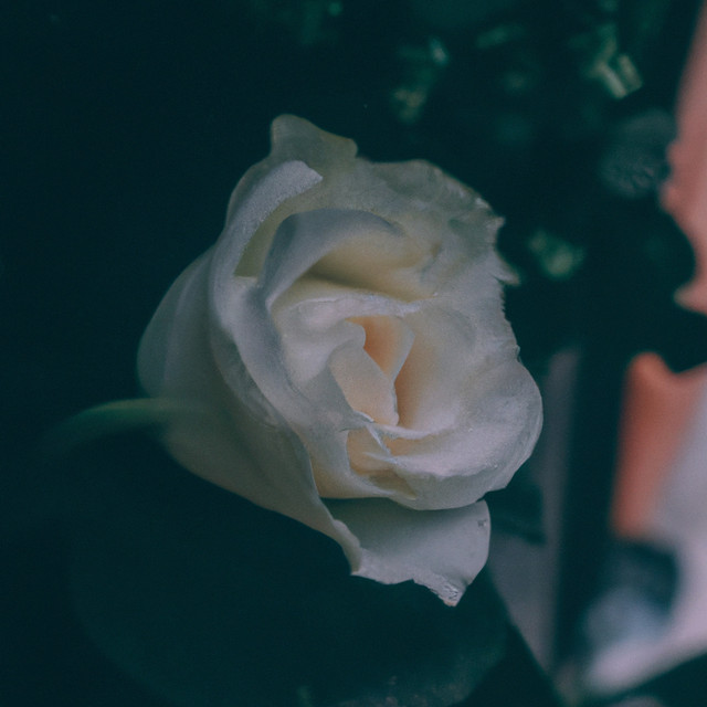 Rose cover art