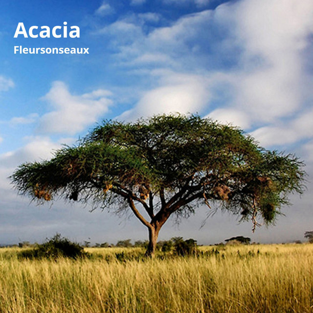 Acacia