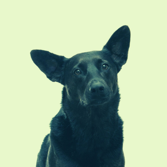 Astounding Ambiance for Cute Puppies cover art