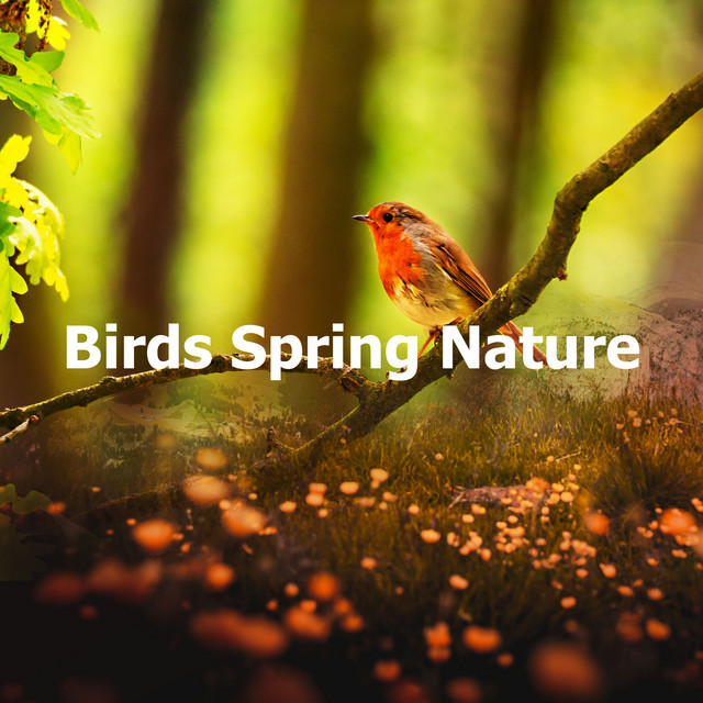 Birds Spring Nature - Album by Bird Sounds | Spotify