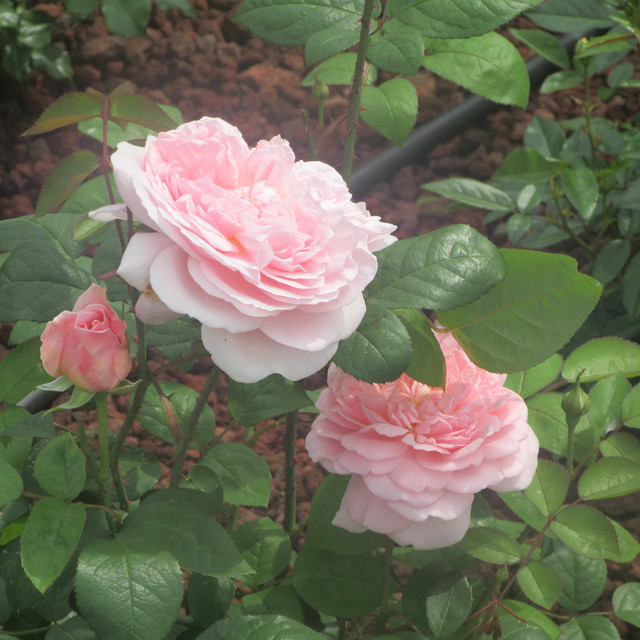 flowers for a girl from aomori cover art