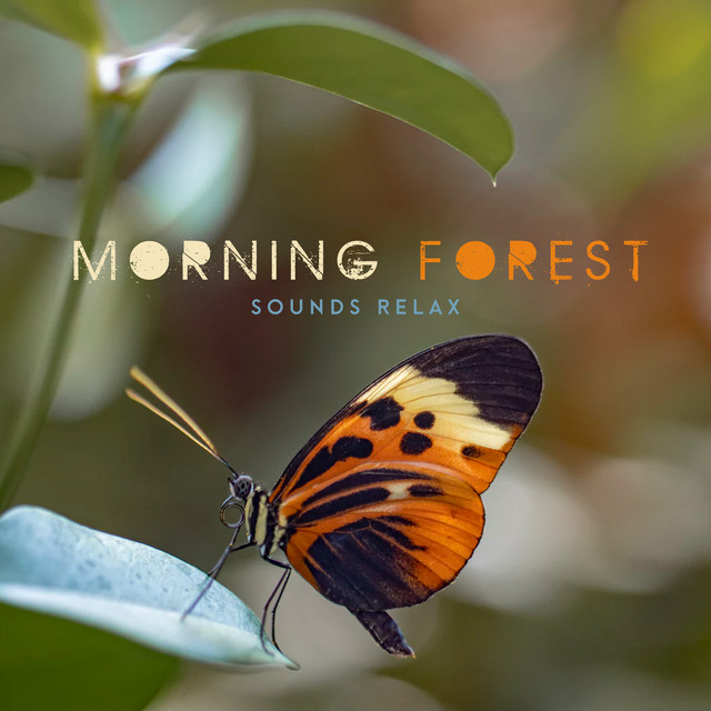 Morning Forest Sounds Relax cover art