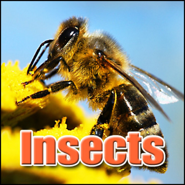Insects: Sound Effects - Album by Sound Effects Library | Spotify