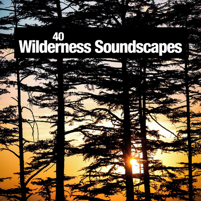Soothing Bird Calls - song and lyrics by Nature Soundscapes | Spotify