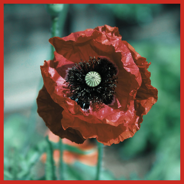 poppy seeds cover art