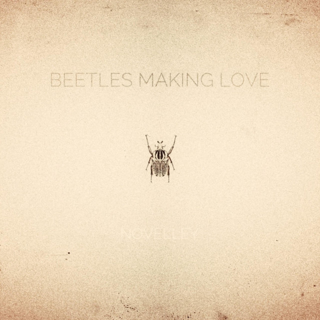 Beetles Making Love