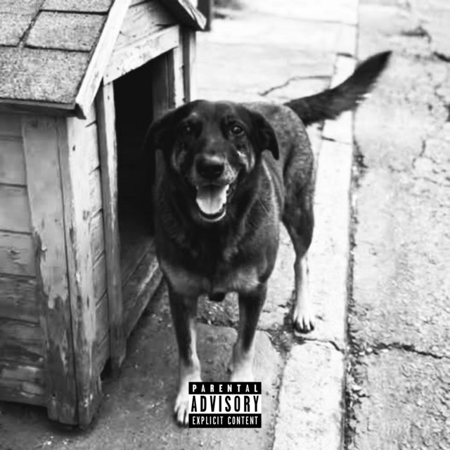 Rip Dog Orelha