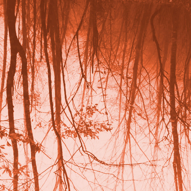 Sea of Trees (single)