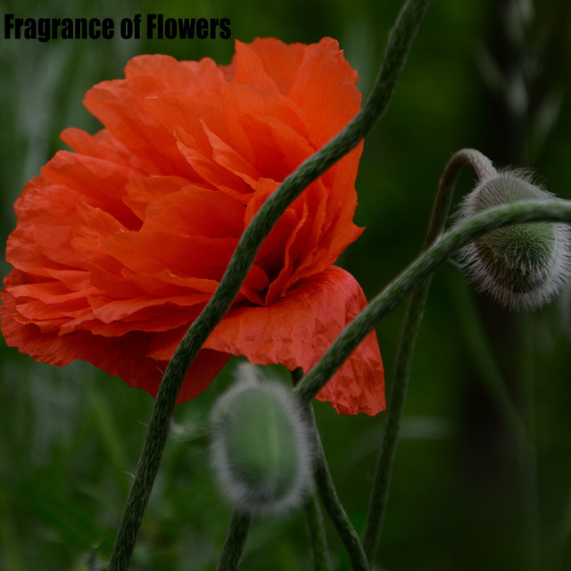 Fragrance of Flowers cover art