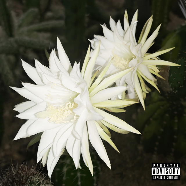 仙人掌花 cover art