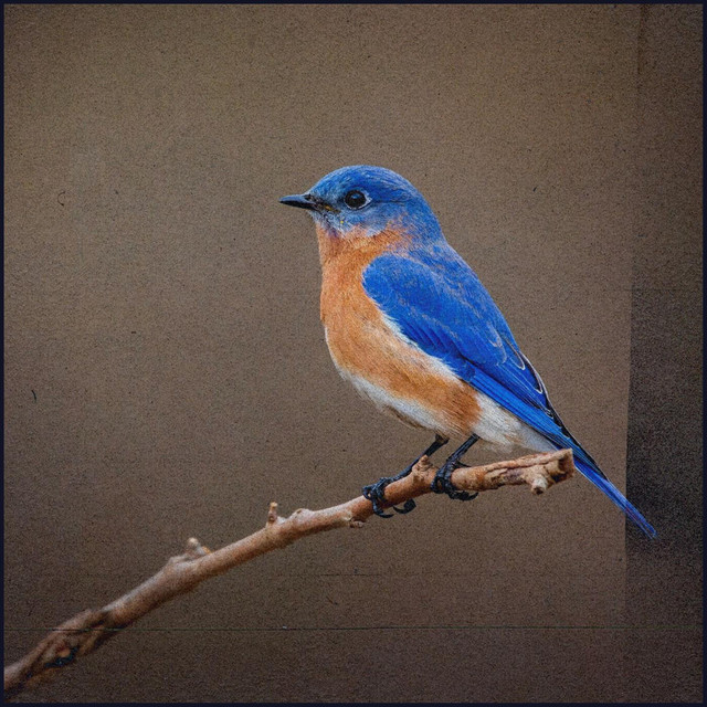 Songbird album image