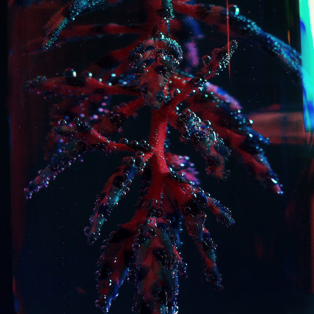 Cocoon Crush cover art