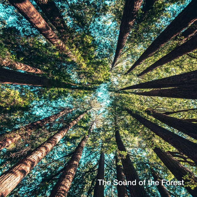 The Sound of the Forest cover art