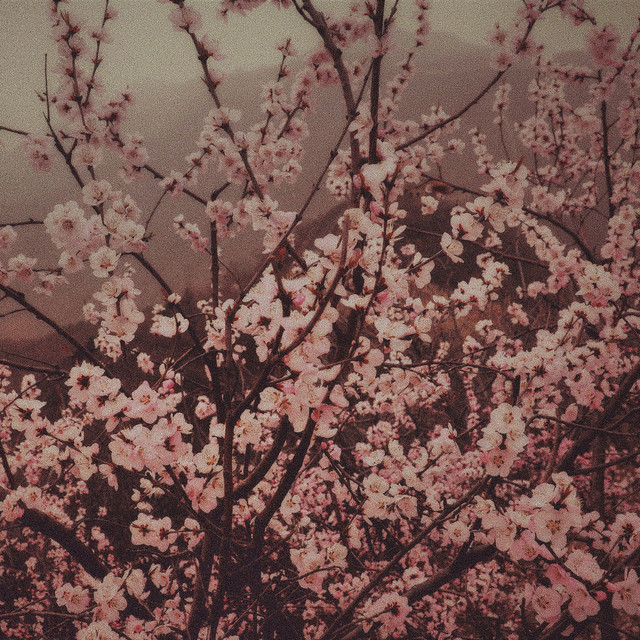 Обкладинка: Sakura Garden — Vens Adams