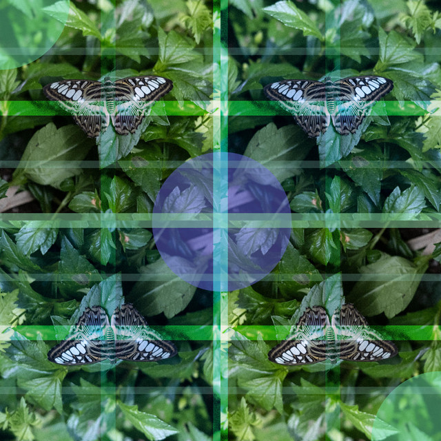 Nectar cover art